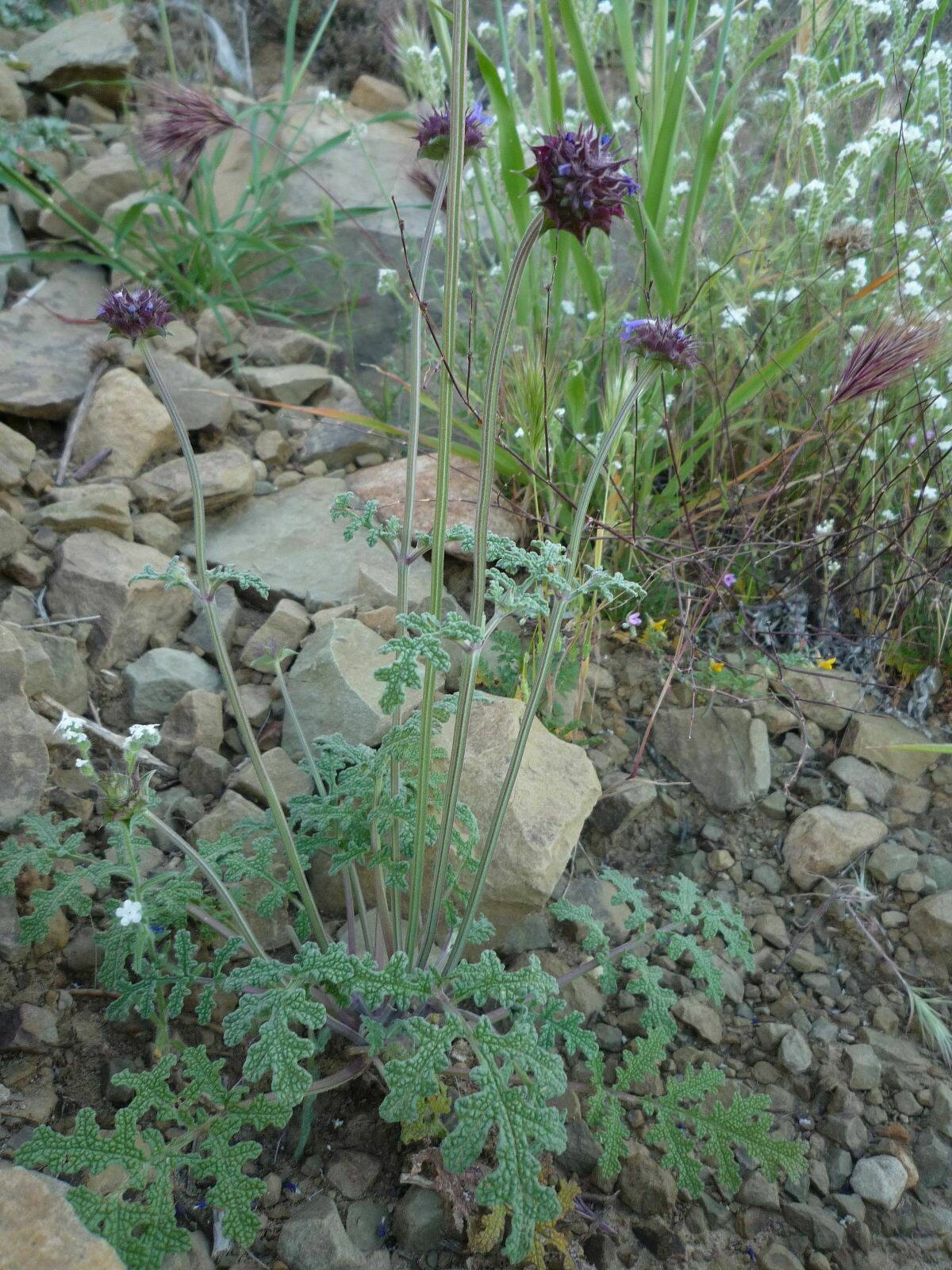 High Resolution Salvia columbariae Plant